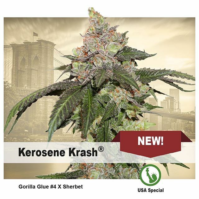 Dutch Passion - Kerosene Krash (fem.)