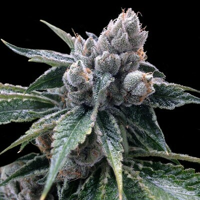 DNA Genetics - White Walker Kush (fem.) 02710