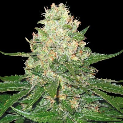 Grow Your Own (DNA Genetics) - Rocklock (fem.) 02712
