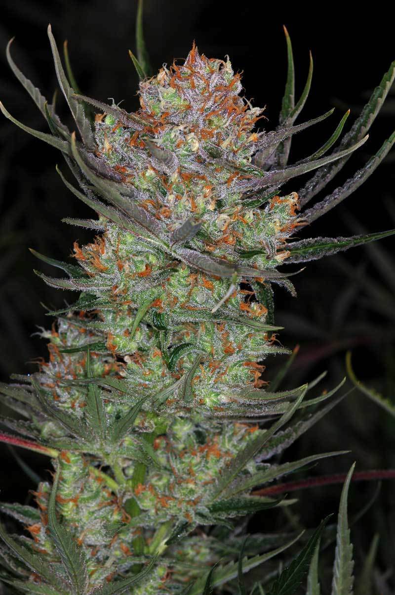 TGA Subcool Seeds - Brian Berry Cough (reg.)
