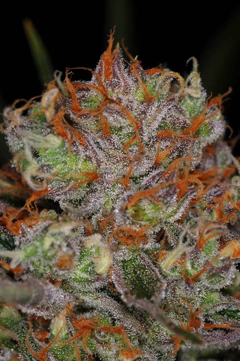TGA Subcool Seeds - Brian Berry Cough (reg.)