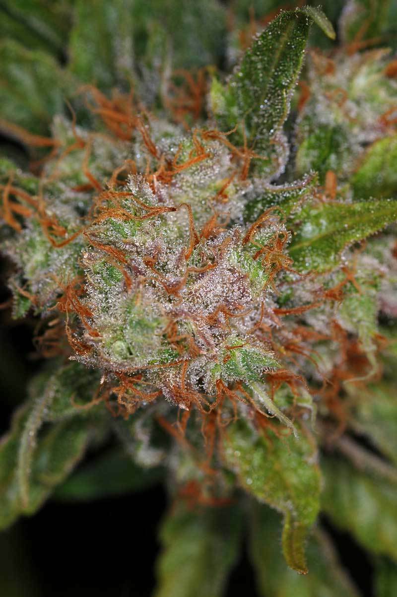 TGA Subcool Seeds - Brian Berry Cough (reg.)
