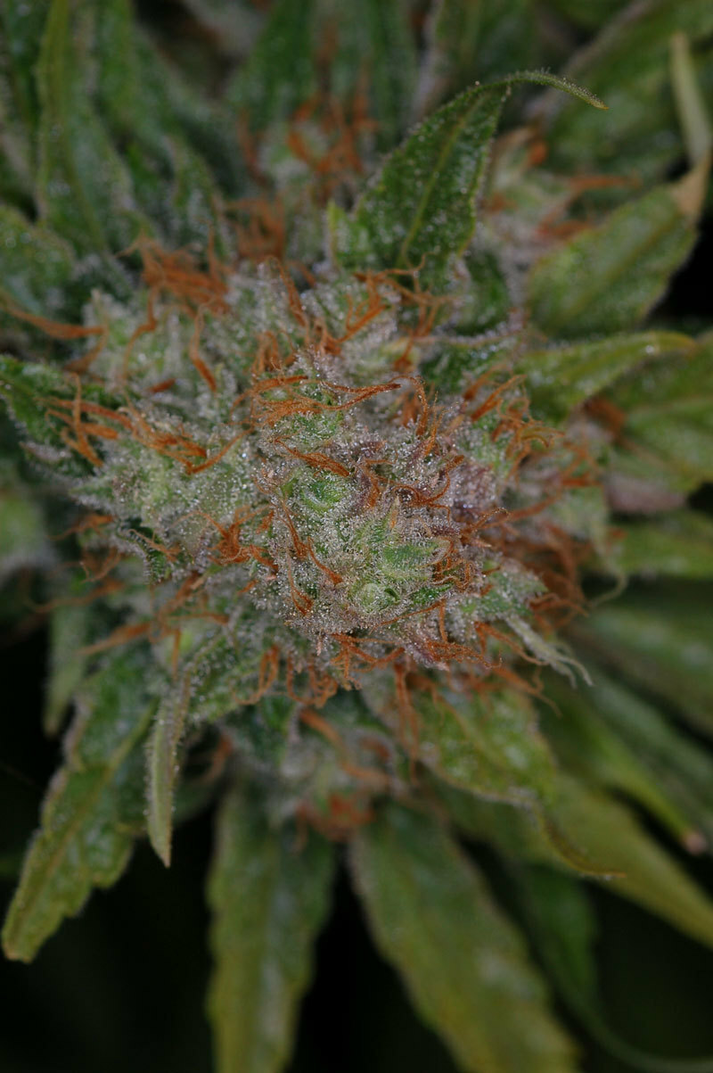 TGA Subcool Seeds - Brian Berry Cough (reg.)
