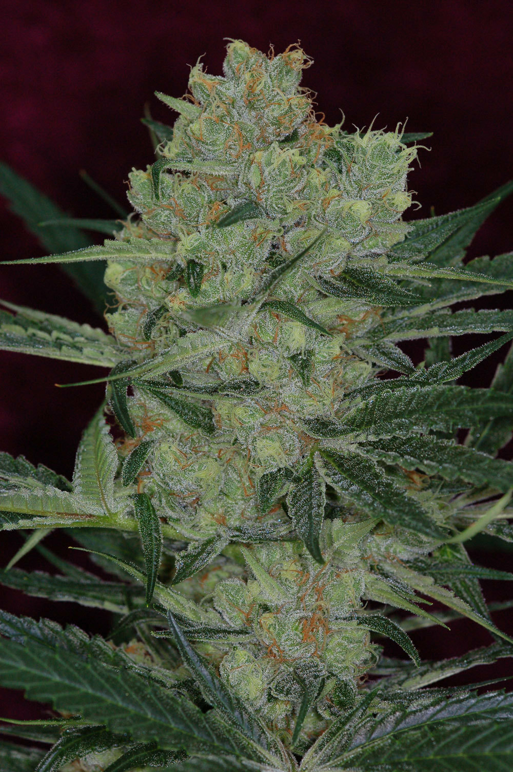 TGA Subcool Seeds - Cheese Quake (reg.)