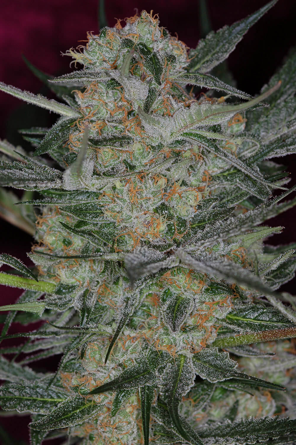 TGA Subcool Seeds - Cheese Quake (reg.)