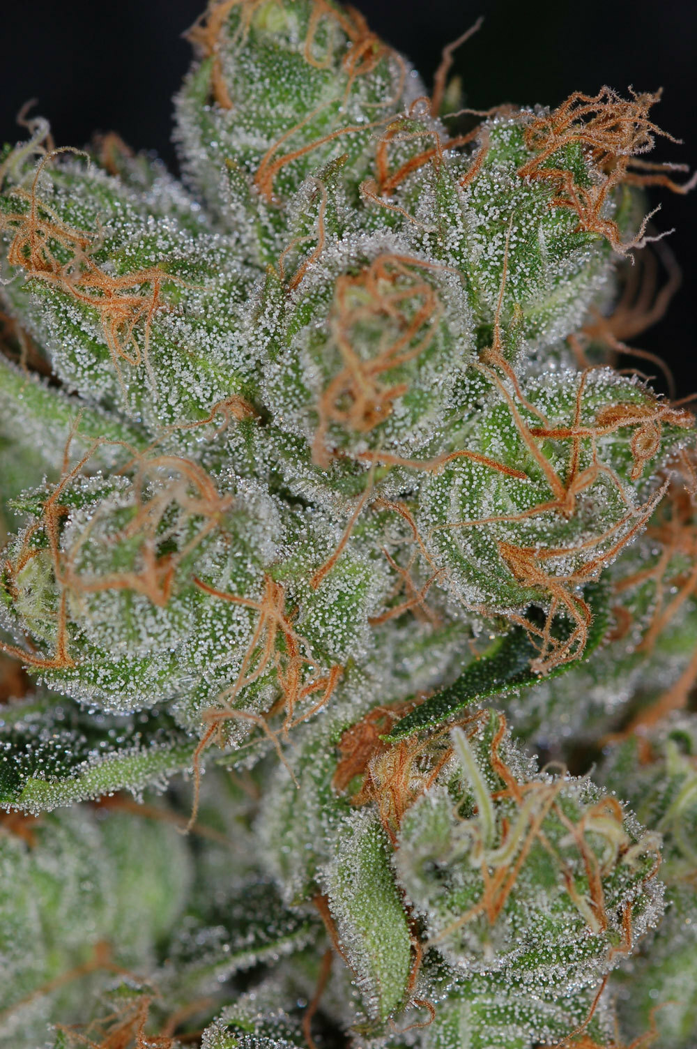 TGA Subcool Seeds - Cheese Quake (reg.)