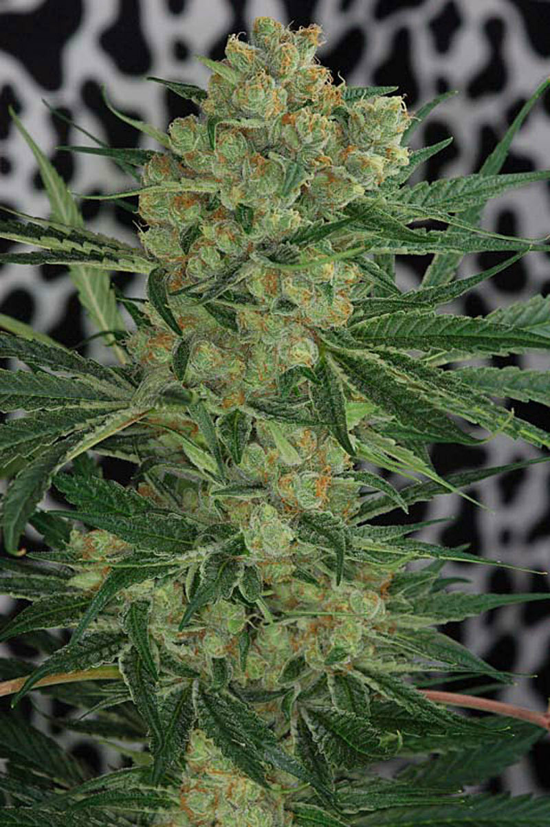 TGA Subcool Seeds - Cheese Quake (reg.)