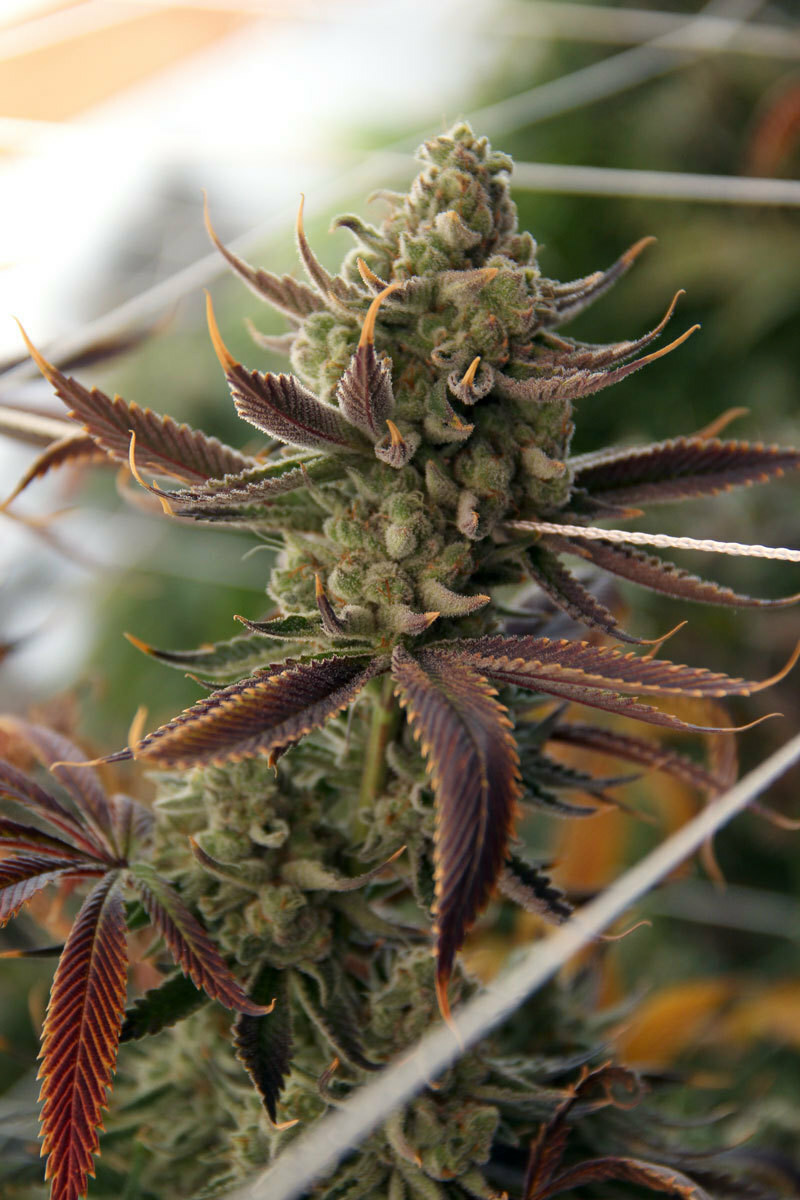 TGA Subcool Seeds - Conspiracy Kush (reg.)