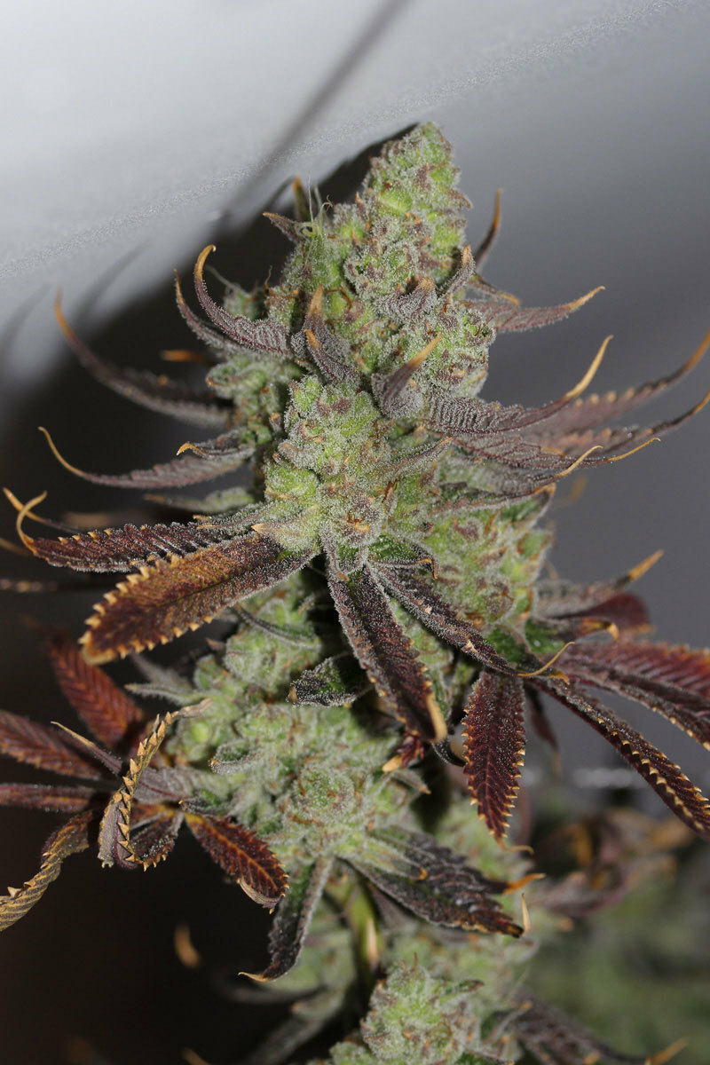 TGA Subcool Seeds - Conspiracy Kush (reg.)
