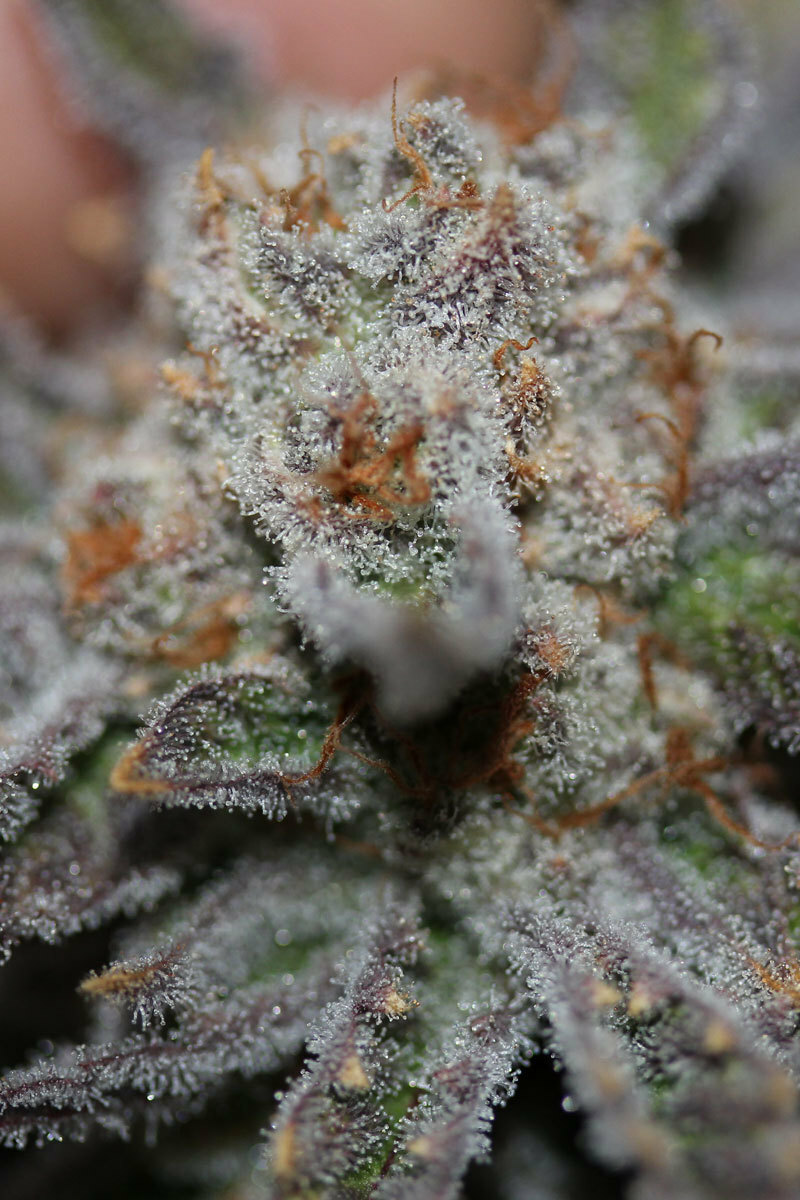 TGA Subcool Seeds - Conspiracy Kush (reg.)