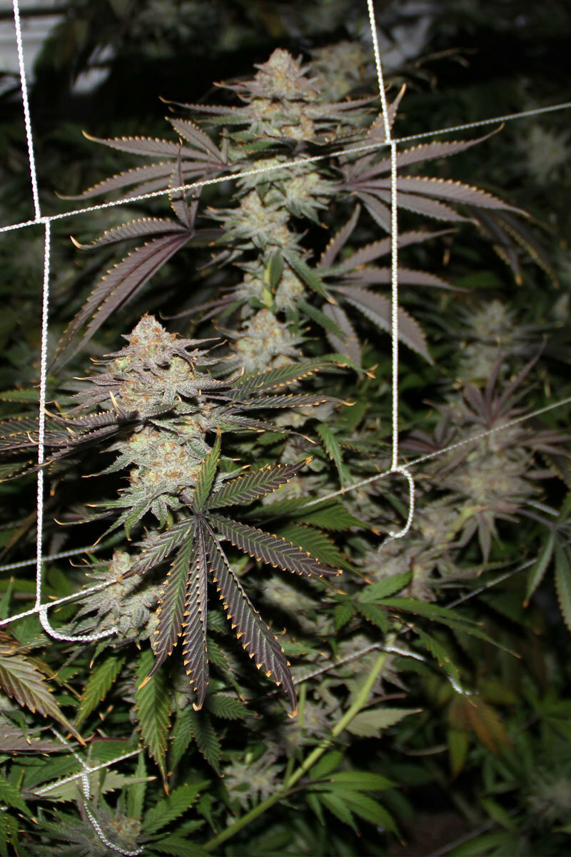 TGA Subcool Seeds - Conspiracy Kush (reg.)