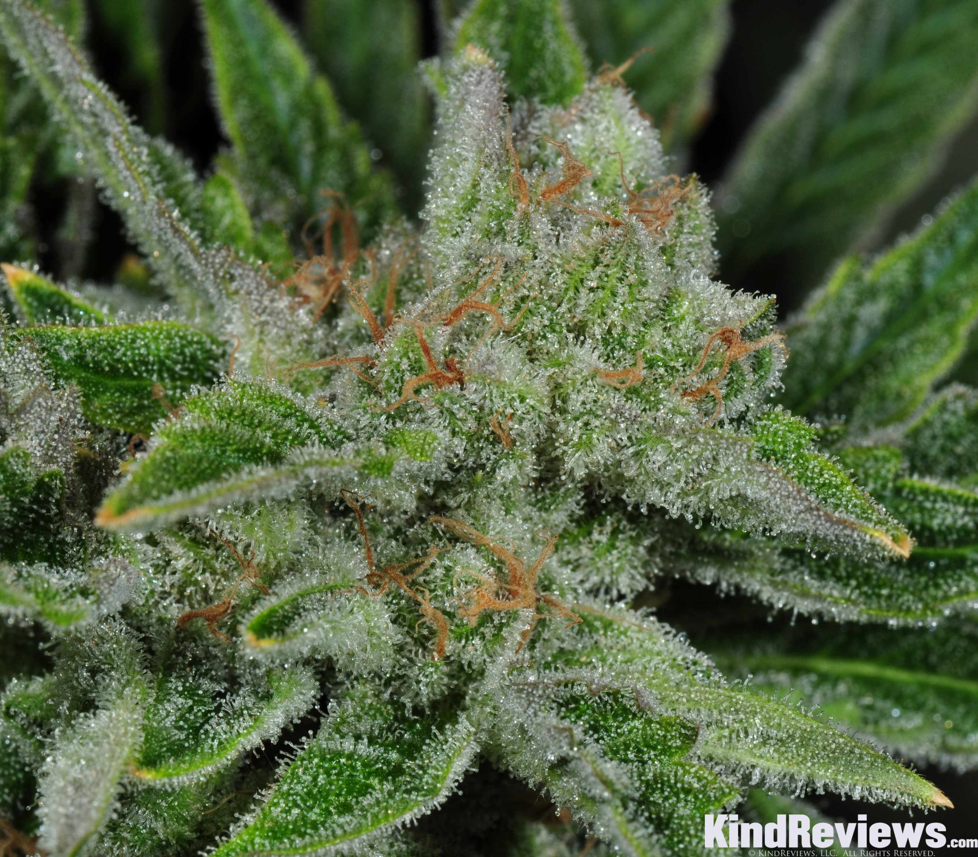 Rare Dankness - Ghost Train Haze #1 (reg.)
