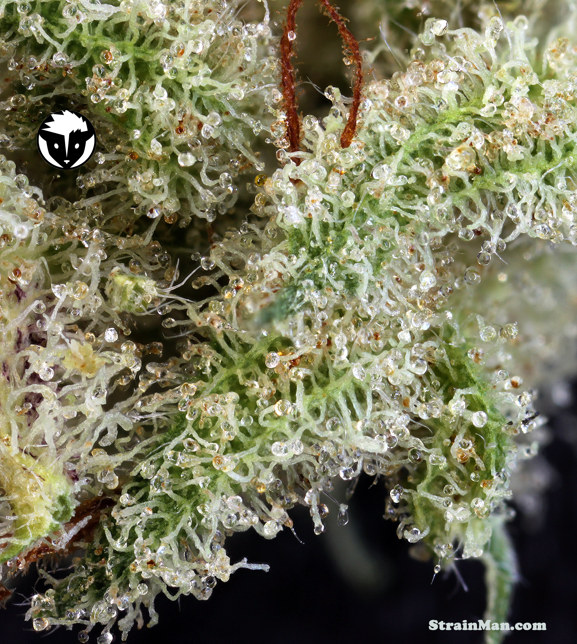 Rare Dankness - Ghost Train Haze #1 (reg.)