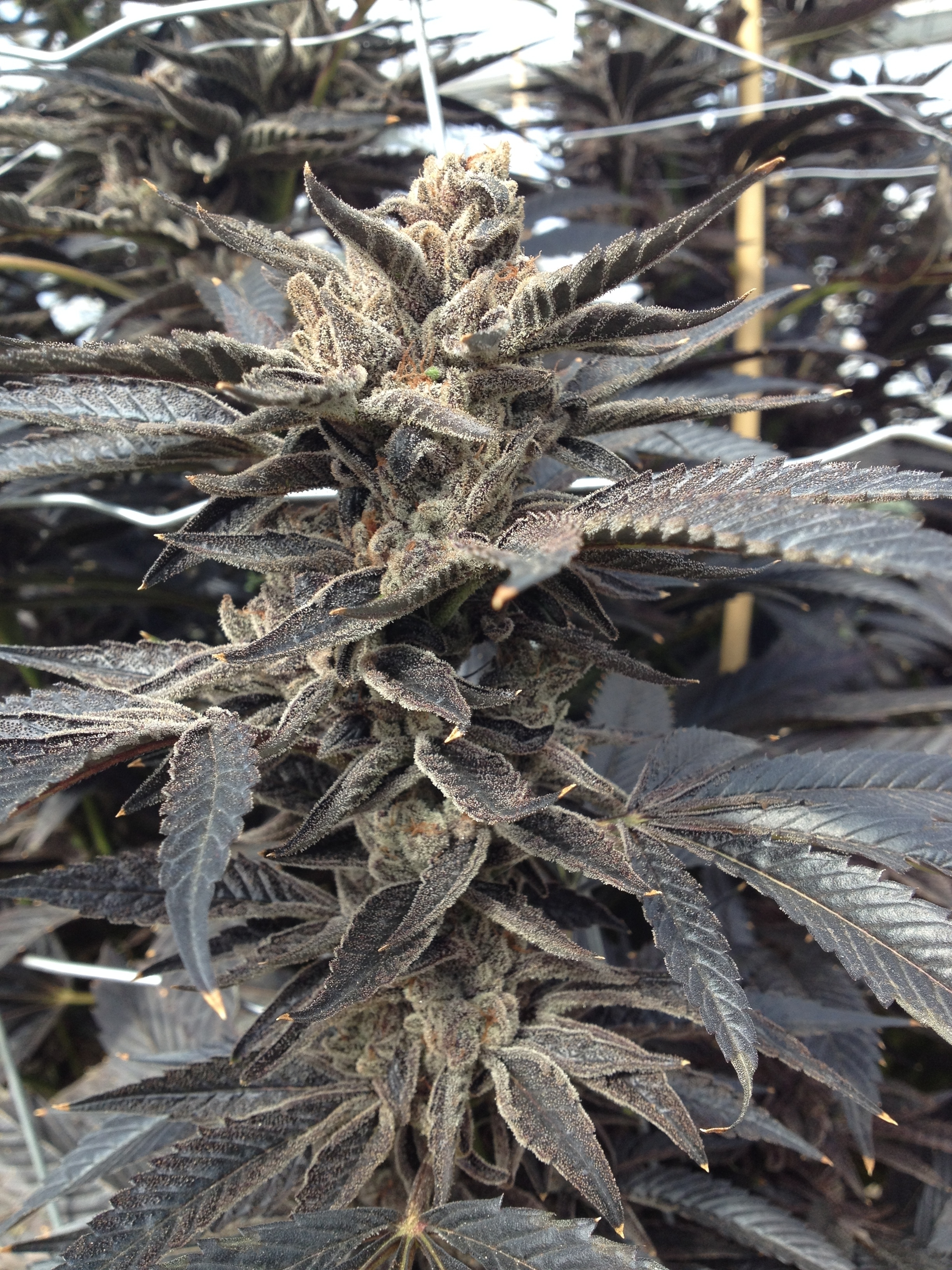 Rare Dankness - Star Killer (fem.)