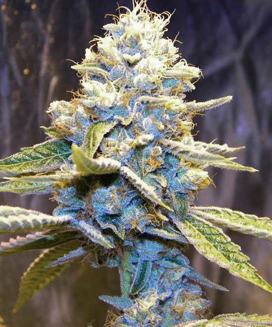 Rare Dankness - Star Killer (fem.)