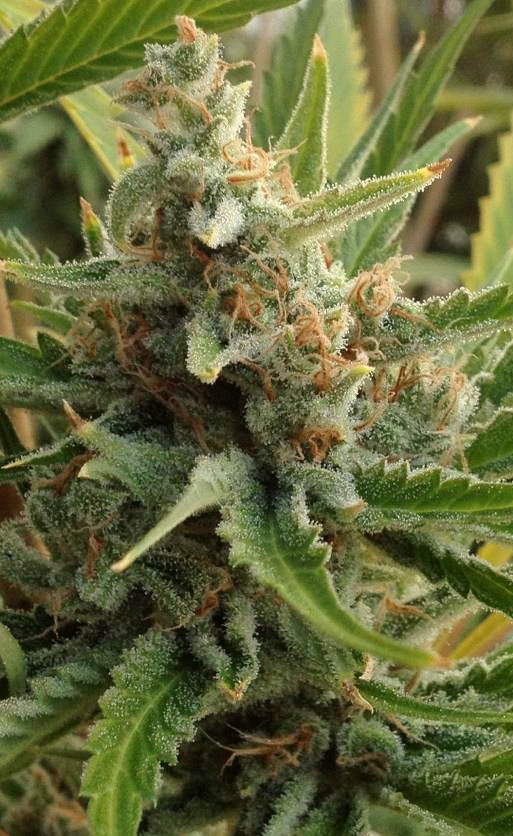 Rare Dankness - Tangerine Kush (reg.)