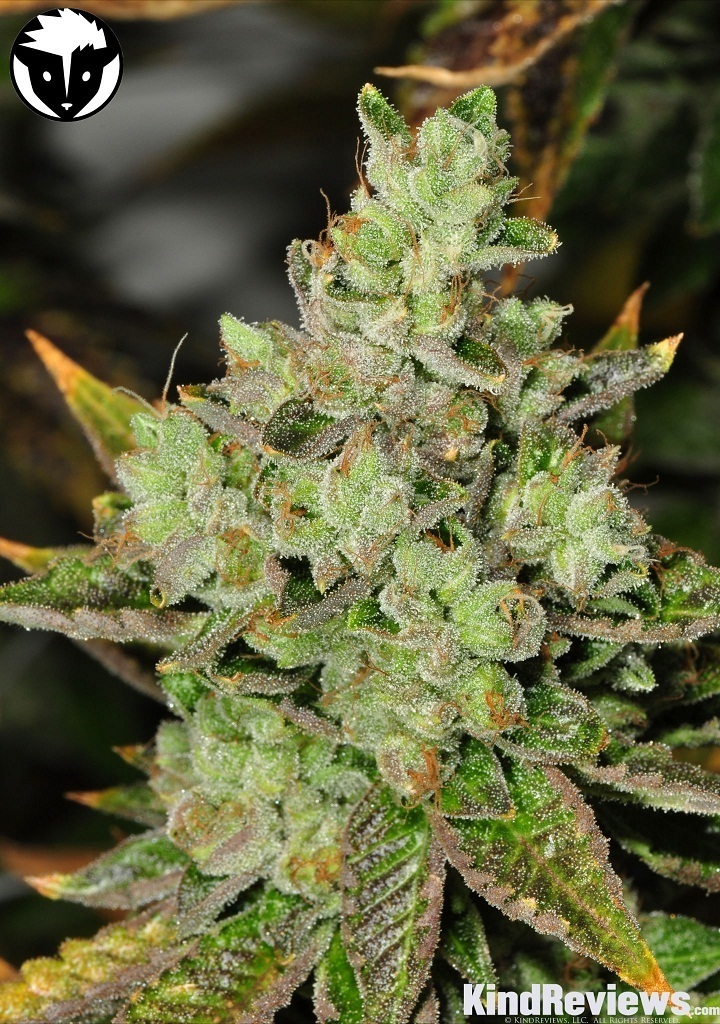 Rare Dankness - Venom OG (reg.)