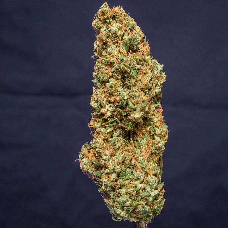 Super Sativa Seed Club - Kees' Old School Haze (reg.)