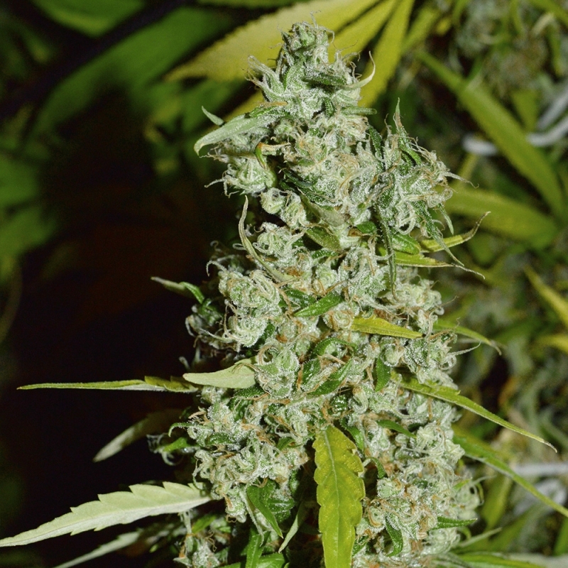 Super Sativa Seed Club - Kees' Old School Haze (reg.)