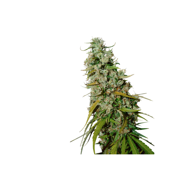 Super Sativa Seed Club - Kees' Old School Haze (reg.)