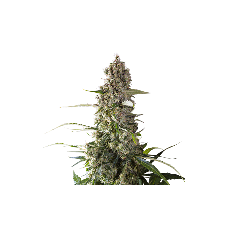 Super Sativa Seed Club - Prima Holandica (reg.)