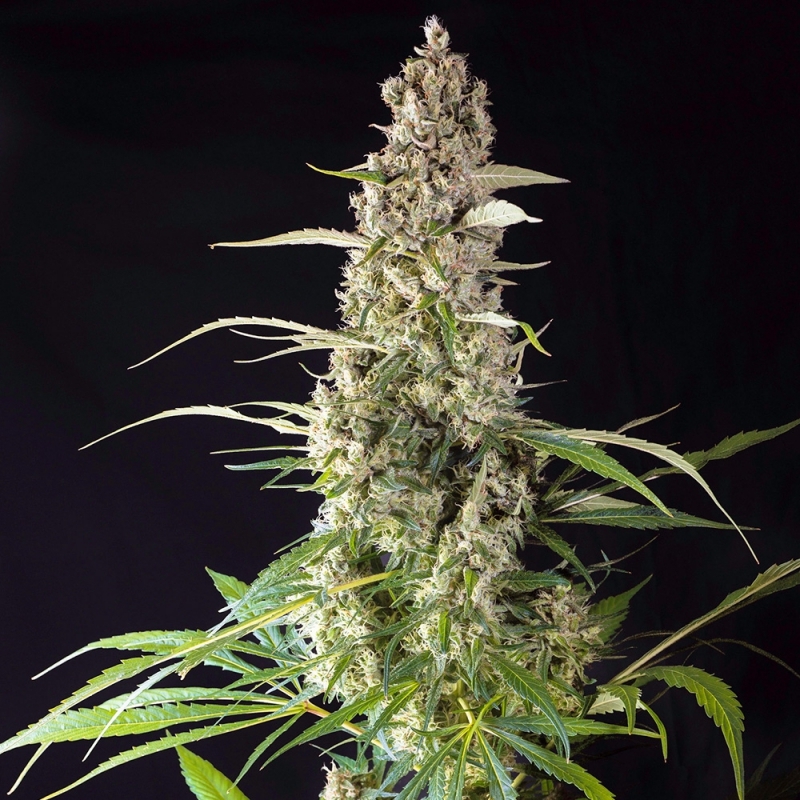 Super Sativa Seed Club - Prima Holandica (reg.)