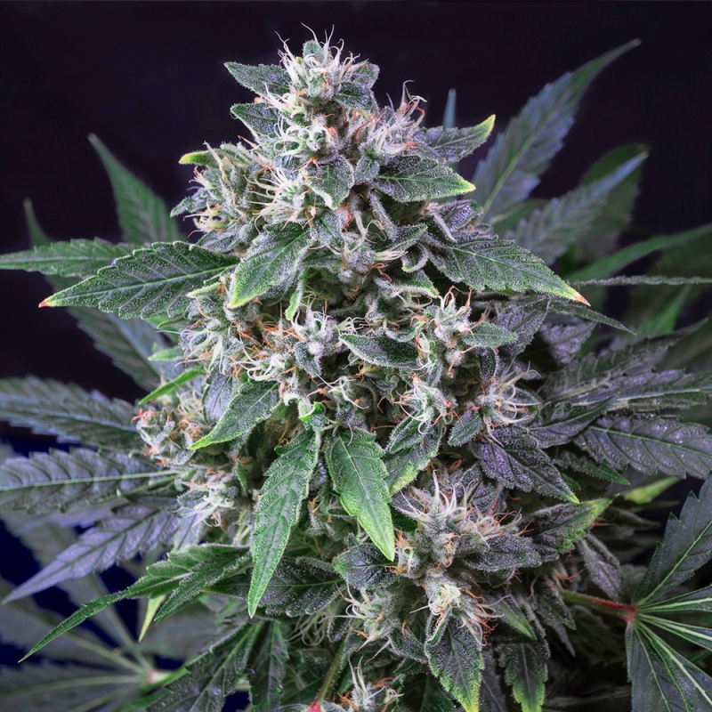 Super Sativa Seed Club - Karel´s Haze (reg.)