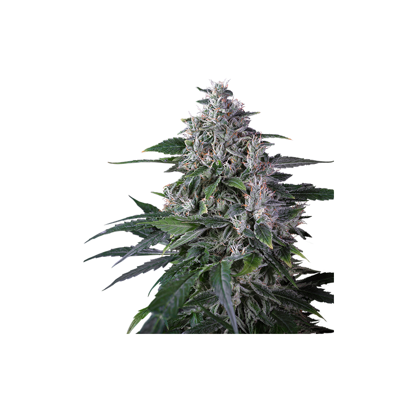 Super Sativa Seed Club - Karel´s Haze (reg.)