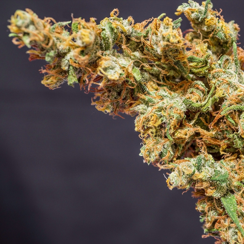 Super Sativa Seed Club - Prima Holandica (reg.)
