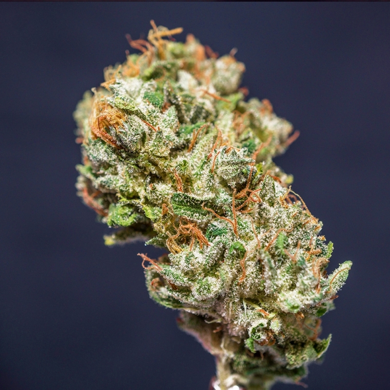 Super Sativa Seed Club - Frosty Friday (reg.)