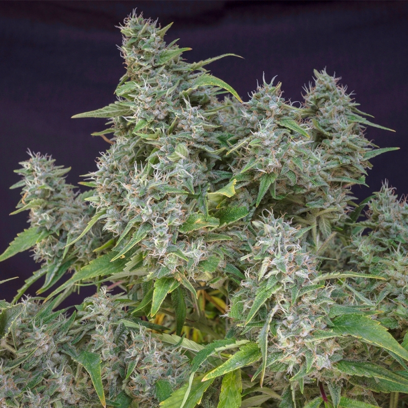 Super Sativa Seed Club - Frosty Friday (reg.)