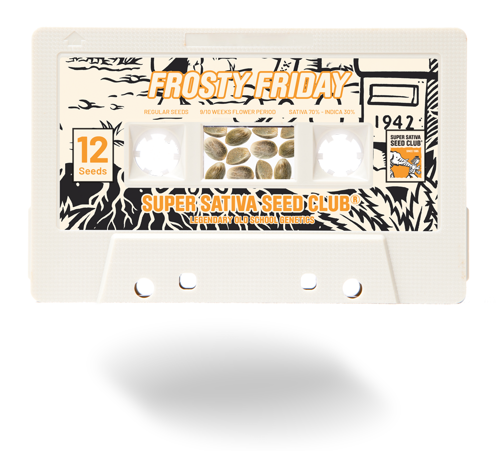 Super Sativa Seed Club - Frosty Friday (reg.)