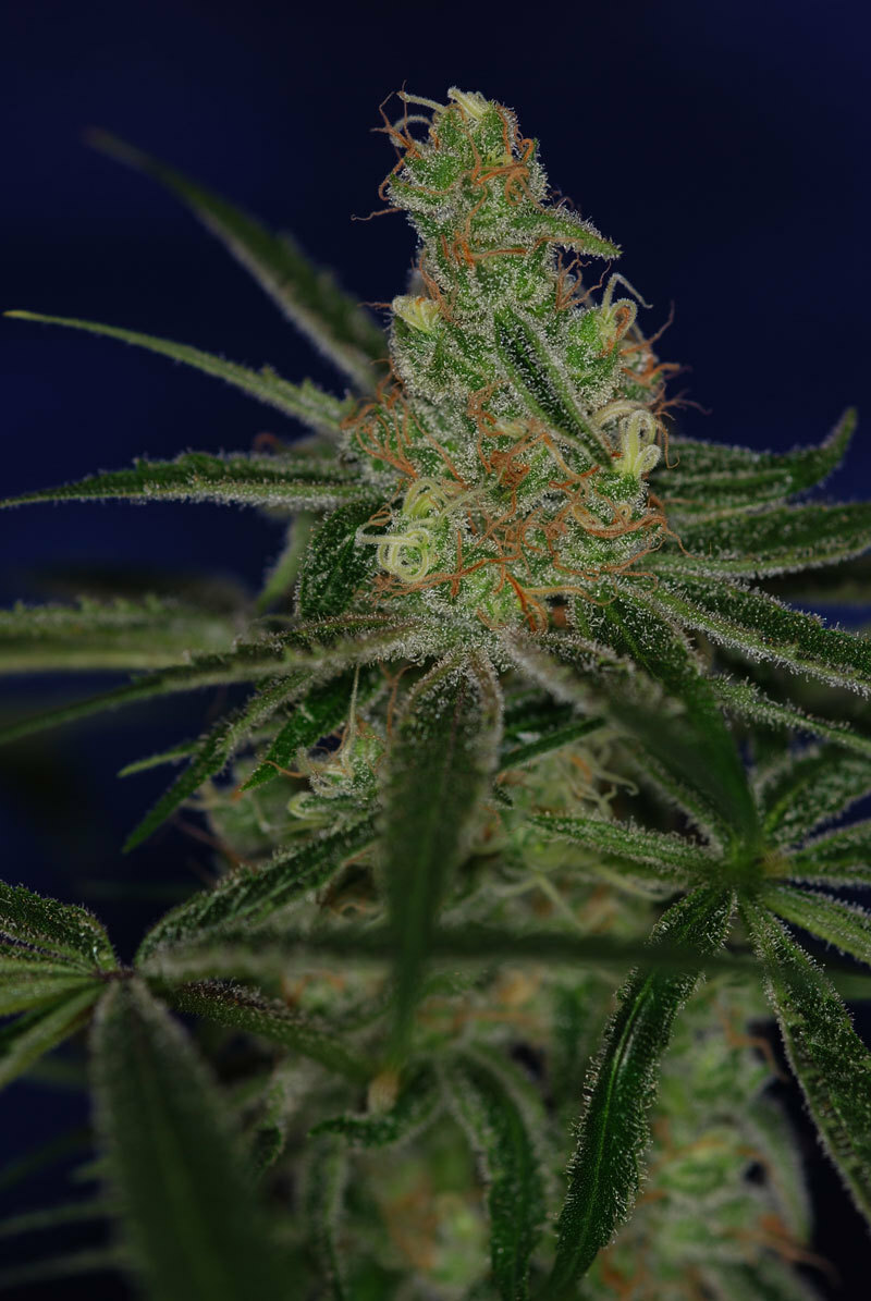 TGA Subcool Seeds - Jacks Cleaner 2 (reg.)