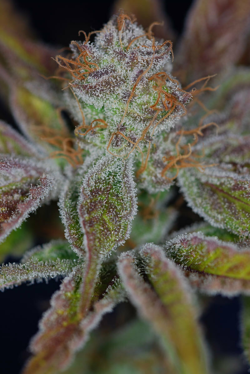 TGA Subcool Seeds - Jacks Cleaner 2 (reg.)
