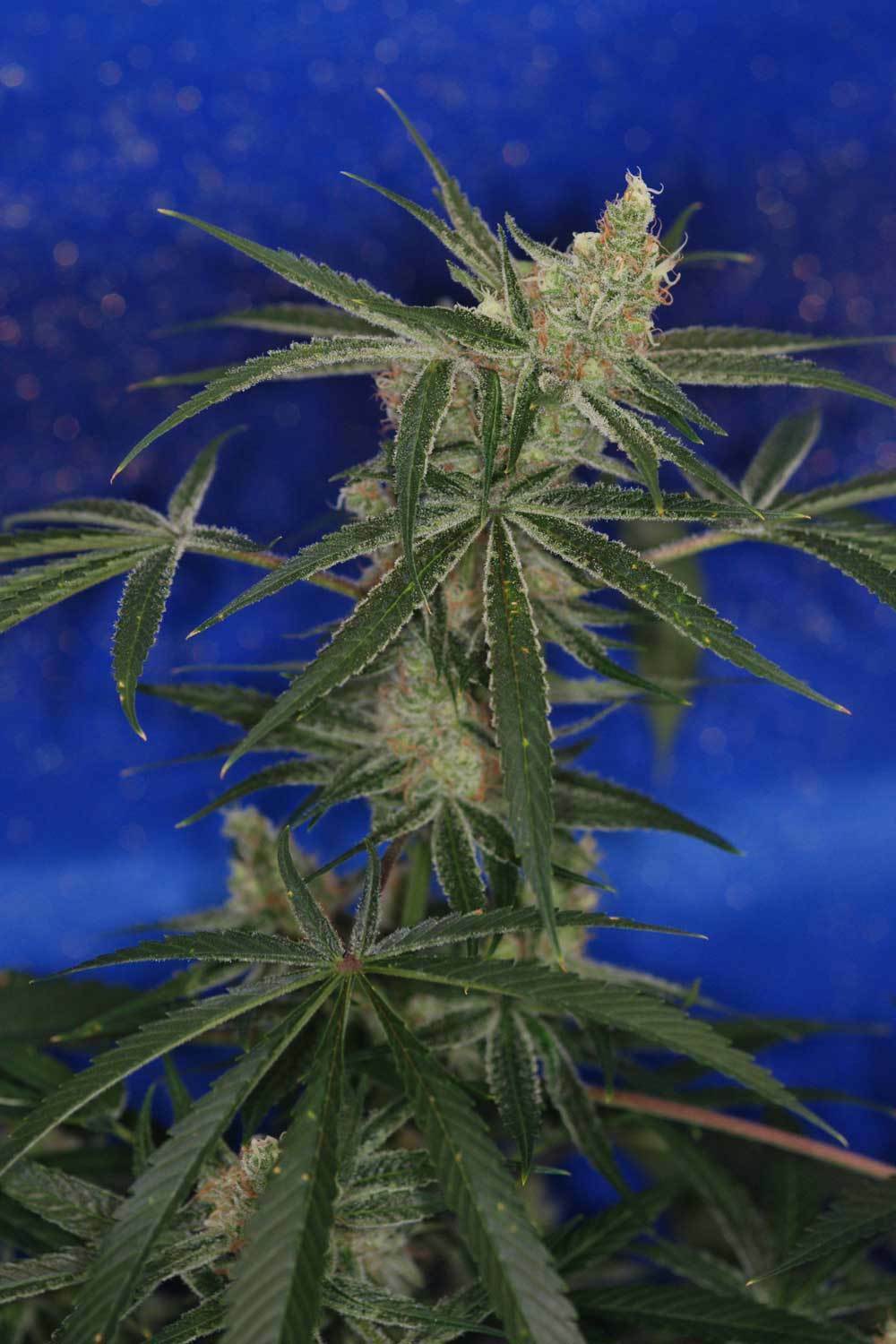 TGA Subcool Seeds - Jacks Cleaner 2 (reg.)
