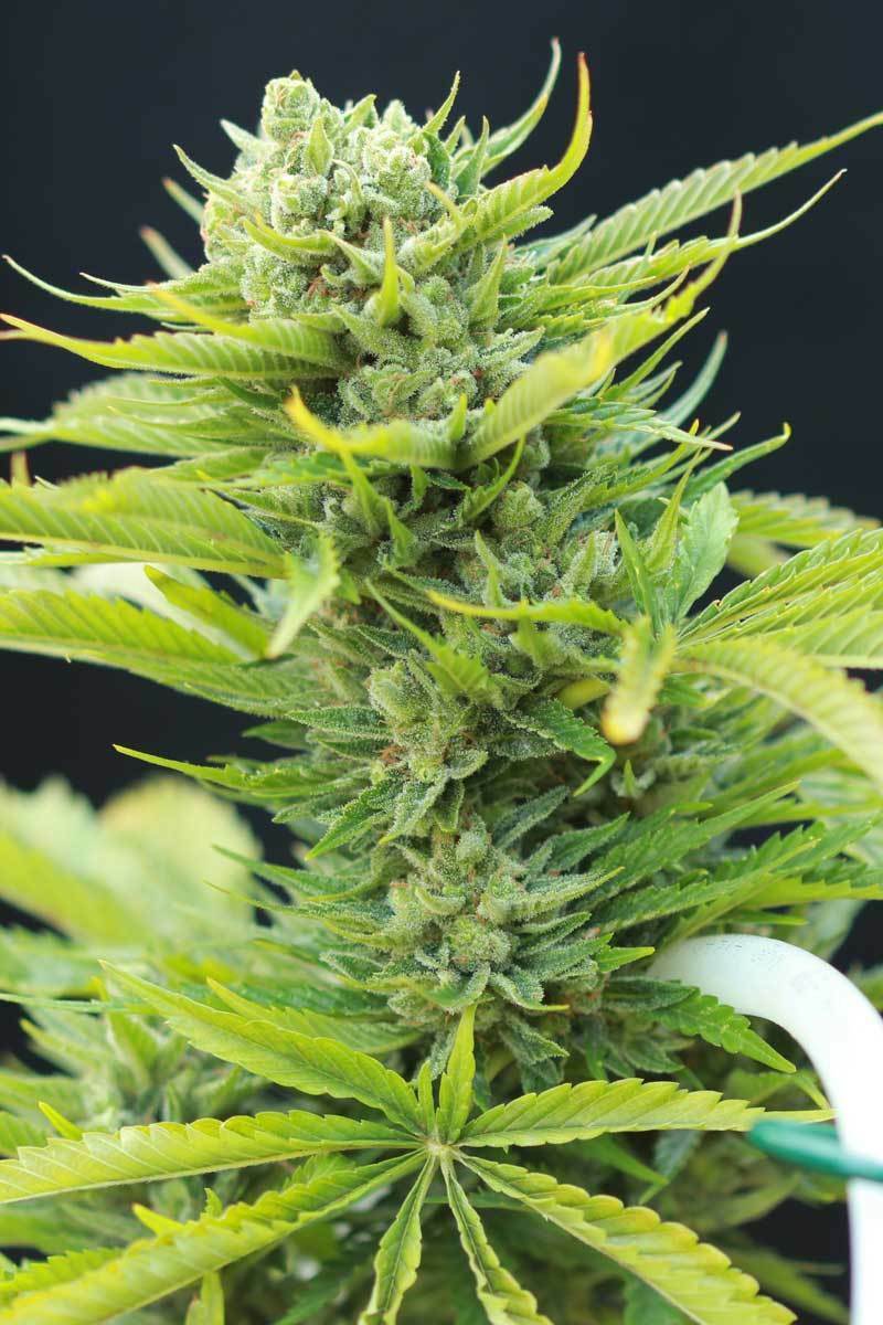 TGA Subcool Seeds - Dairy Queen (reg.)