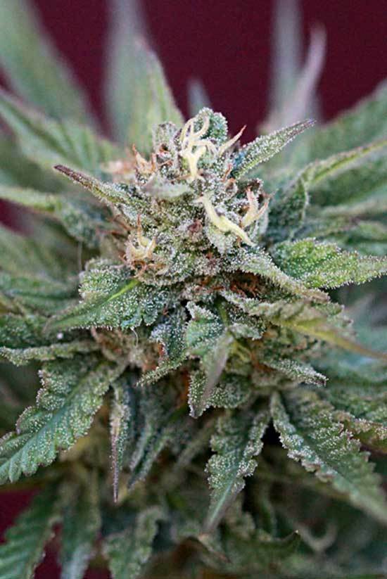 TGA Subcool Seeds - Dairy Queen (reg.)