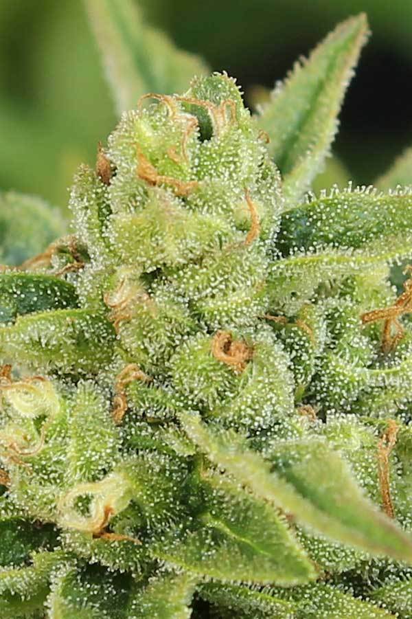 TGA Subcool Seeds - Dairy Queen (reg.)