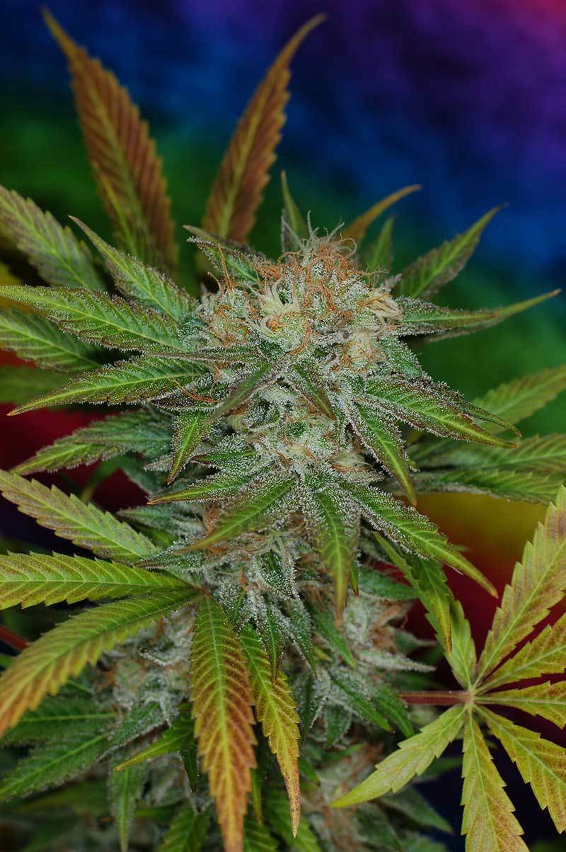 TGA Subcool Seeds - Jillybean (reg.)