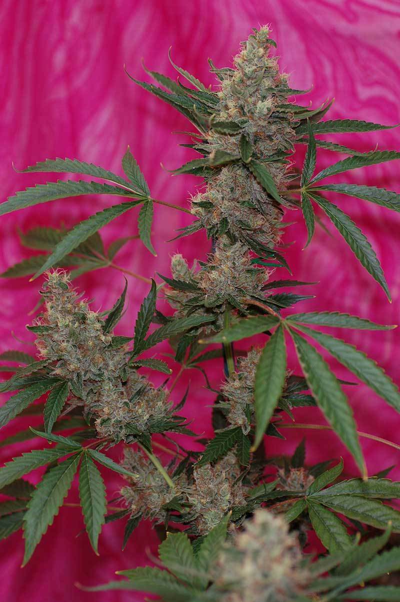 TGA Subcool Seeds - Jillybean (reg.)