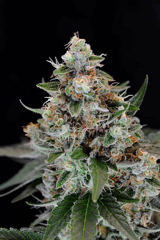TGA Subcool Seeds - Jillybean (reg.)