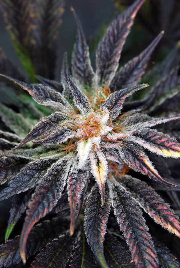 TGA Subcool Seeds - Qleaner (reg.)