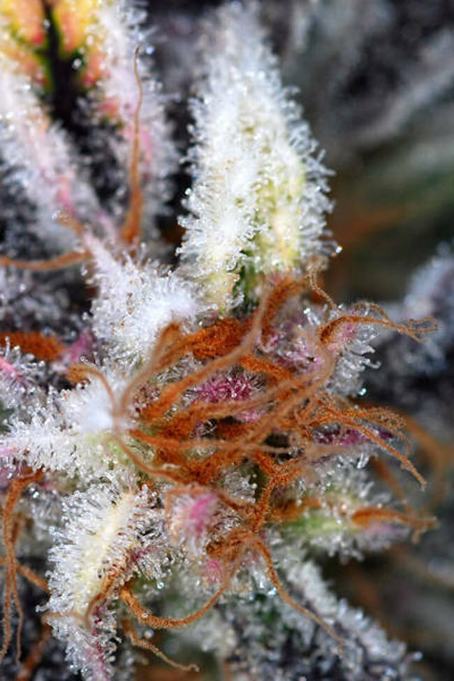 TGA Subcool Seeds - Qleaner (reg.)