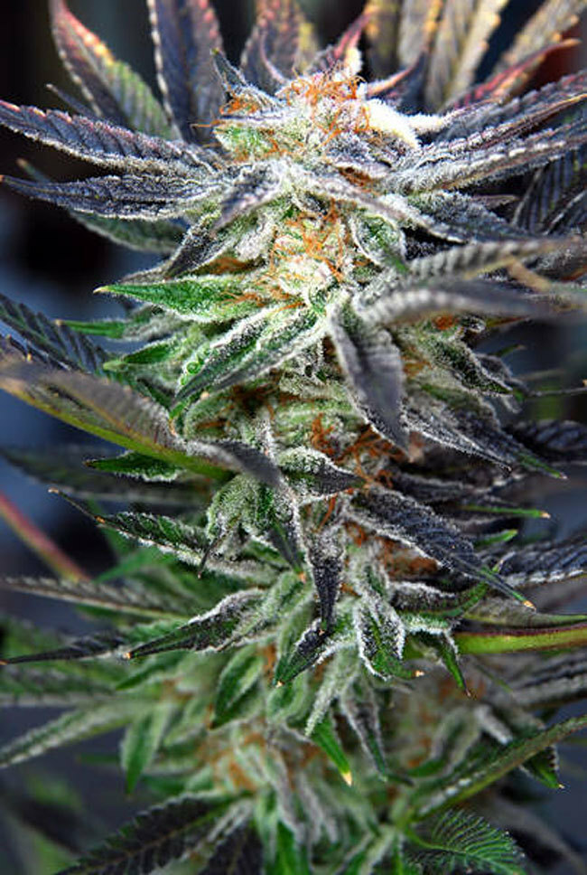 TGA Subcool Seeds - Qleaner (reg.)