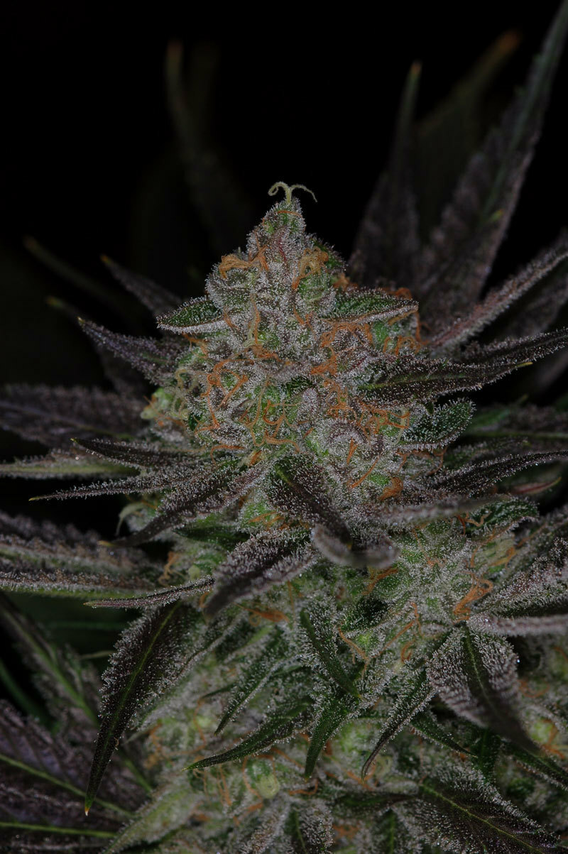 TGA Subcool Seeds - Qrazy Train (reg.)