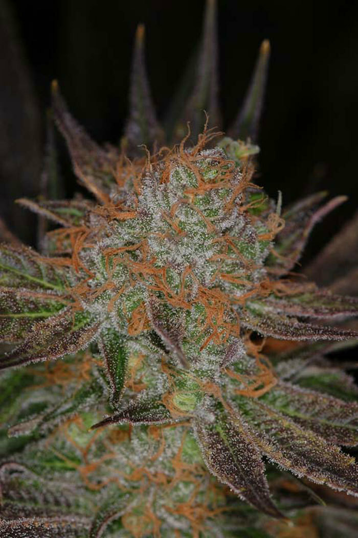 TGA Subcool Seeds - Qrazy Train (reg.)