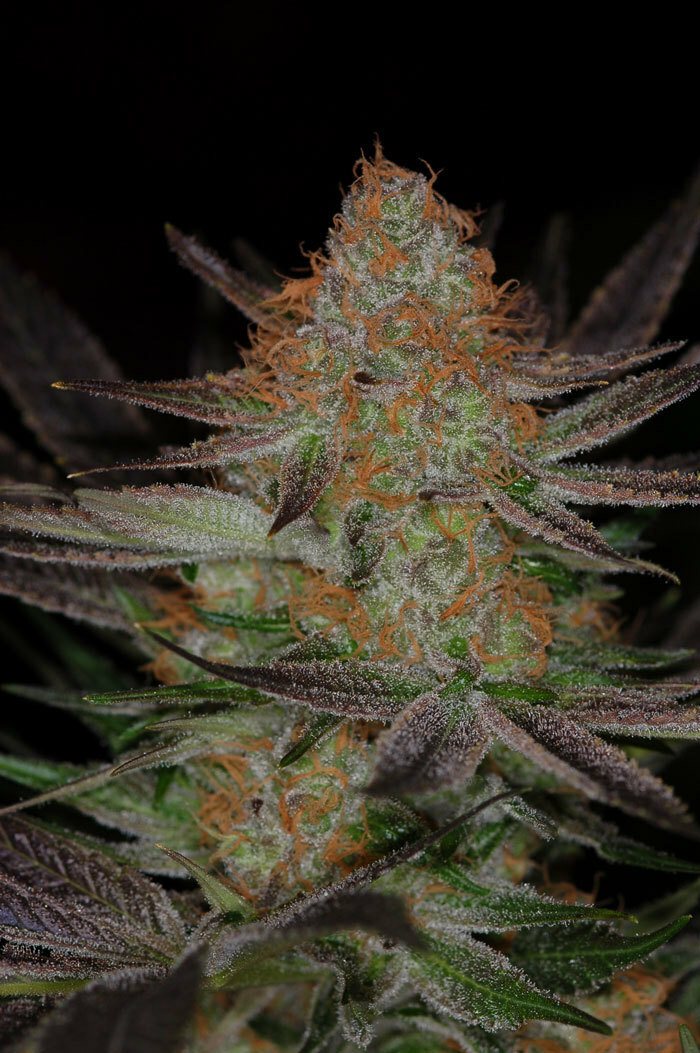 TGA Subcool Seeds - Qrazy Train (reg.)