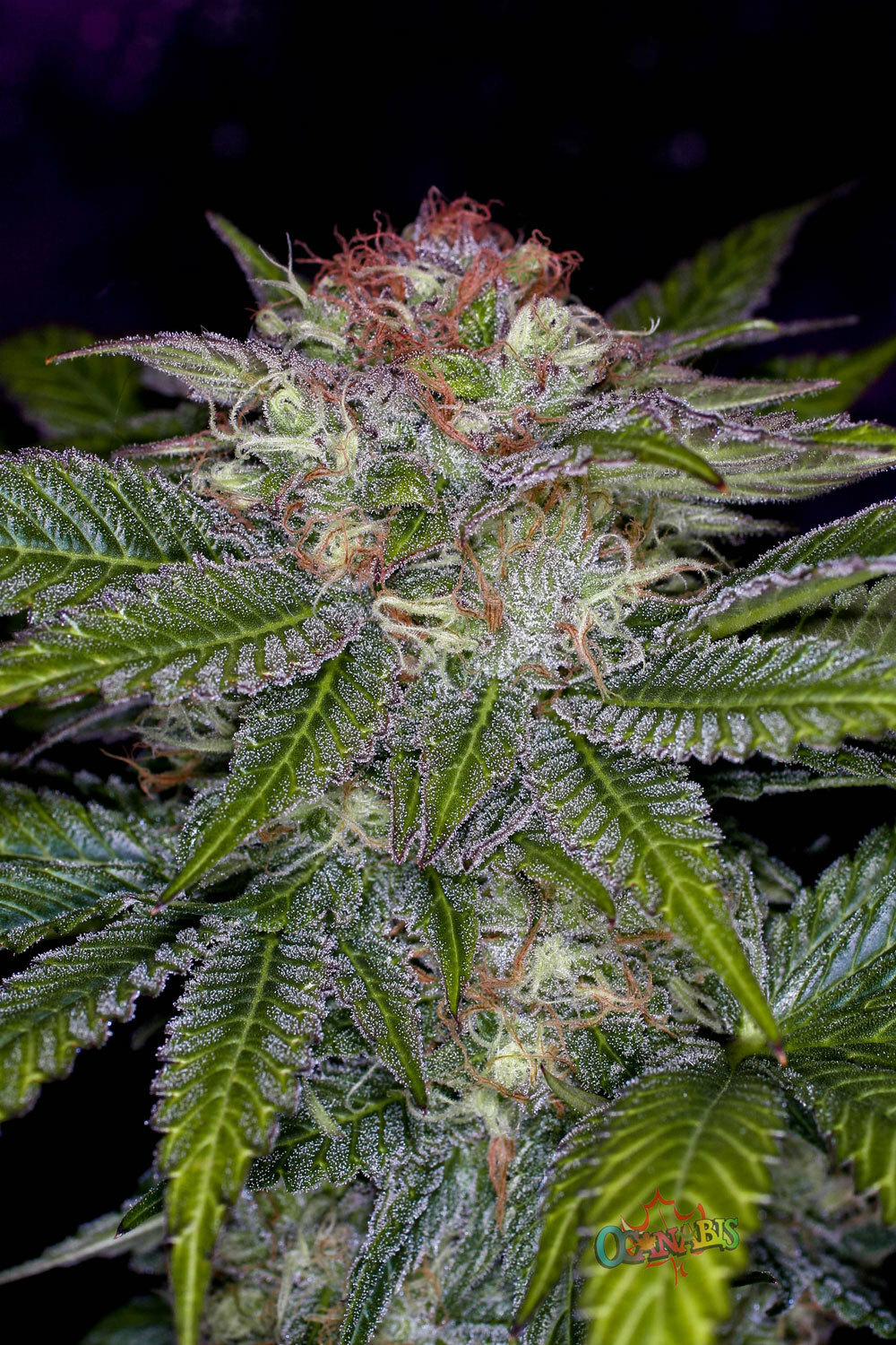 TGA Subcool Seeds - Deep Purple (reg.)