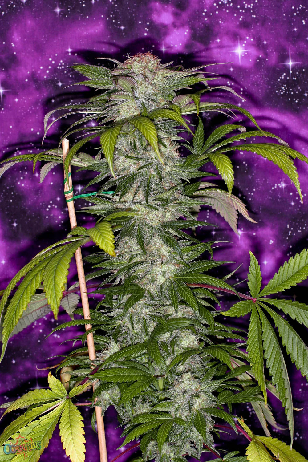 TGA Subcool Seeds - Deep Purple (reg.)