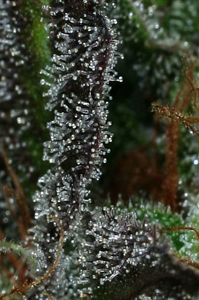 TGA Subcool Seeds - Deep Purple (reg.)